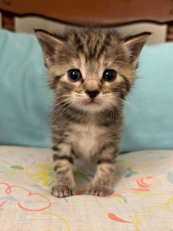 Daela (Available 12/19/25)