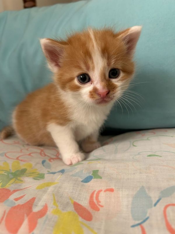 Dole (Available 12/19/25)