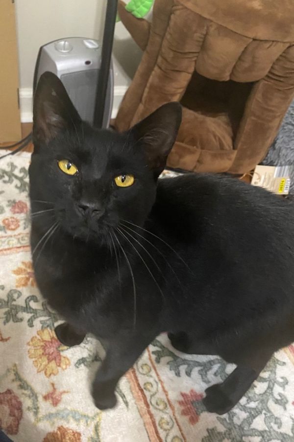 Ozzy (Courtesy Post)