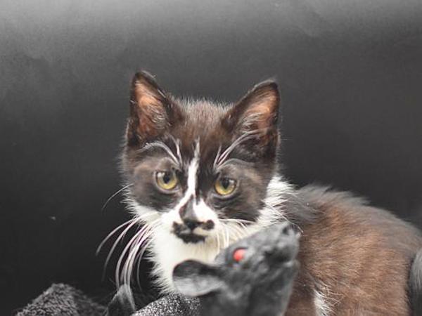 Jack- O &#39;-Lantern