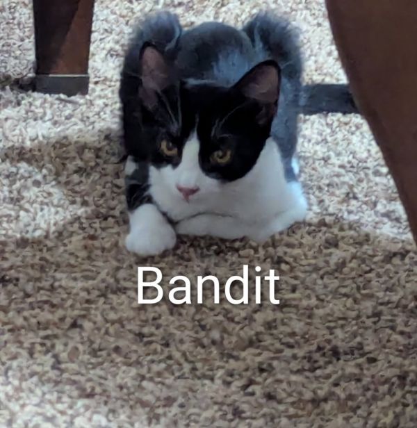 Bandit