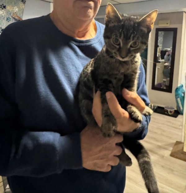 Sabrina Laurelton copy