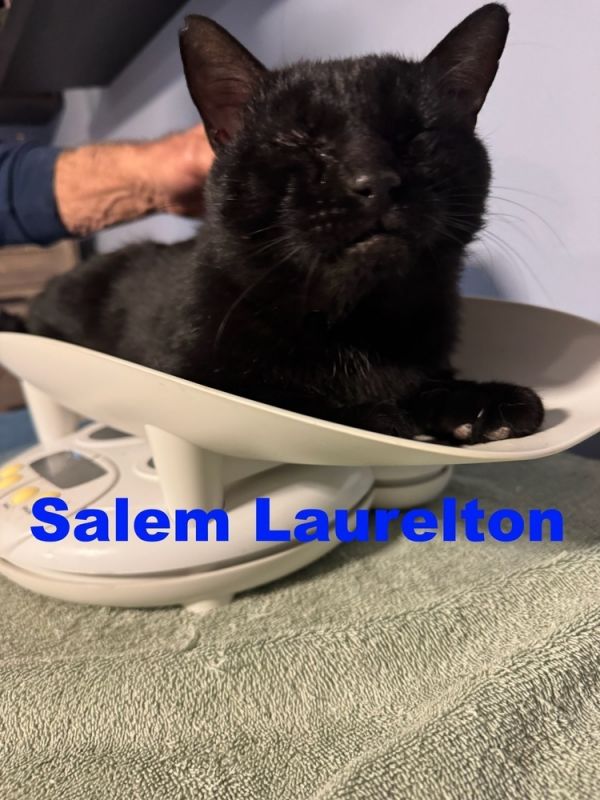 Salem Laurelton