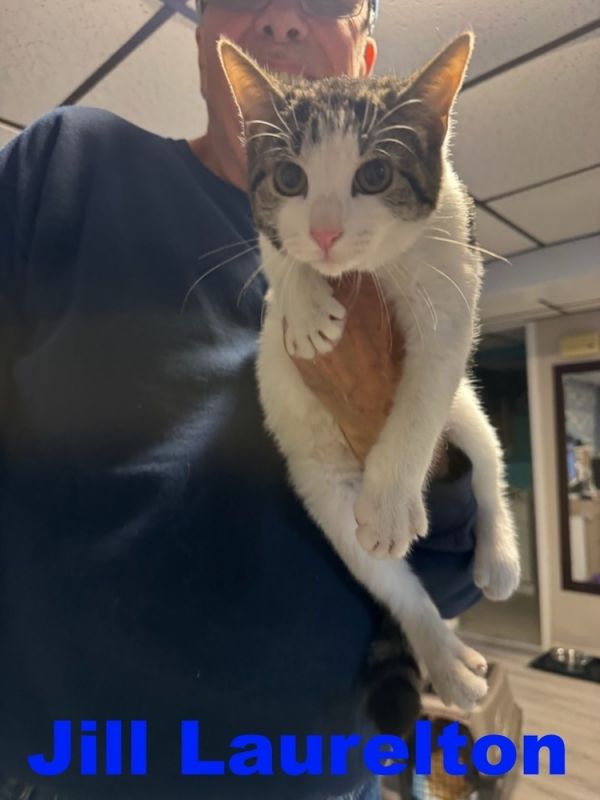 Jill Laurelton