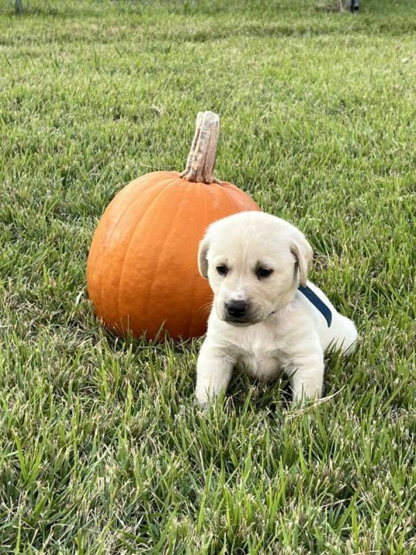 Wojciechowski / Williams