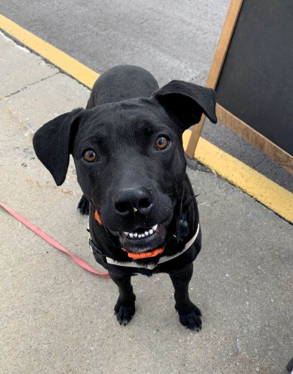 Atlas (Attie) The All-Black Cutie With a Heart of Gold!