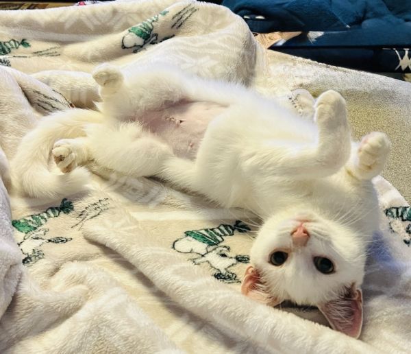 Airbender Season 2: Korra