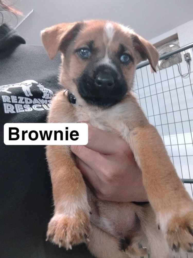 Brownie