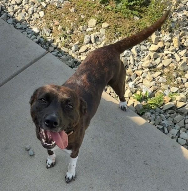 TORI | $0 Fee + 1 yr of HW/Flea &amp; Tick Prevention Included!