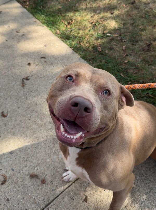 LOKEE: $0 fee (1 yr of Heartworm/Flea &amp; Tick Prevention Included!)