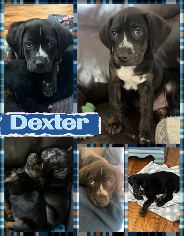 Dexter