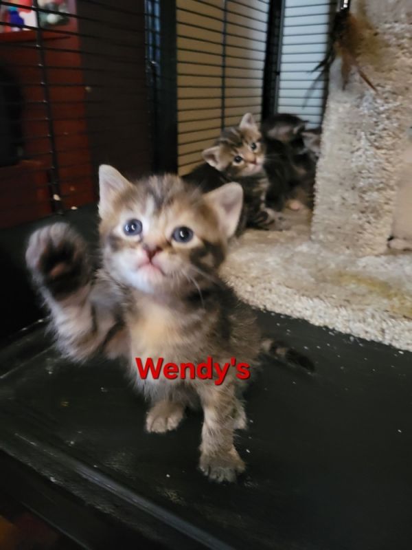 Wendy&#39;s