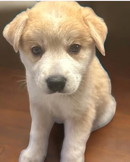 The Spice Girls: Ginger