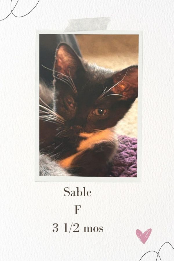 Sable