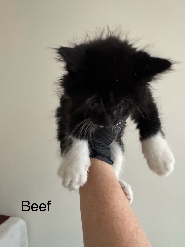 Beef