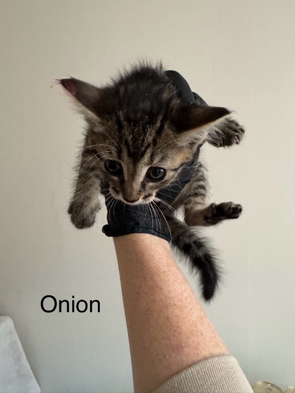 Onion