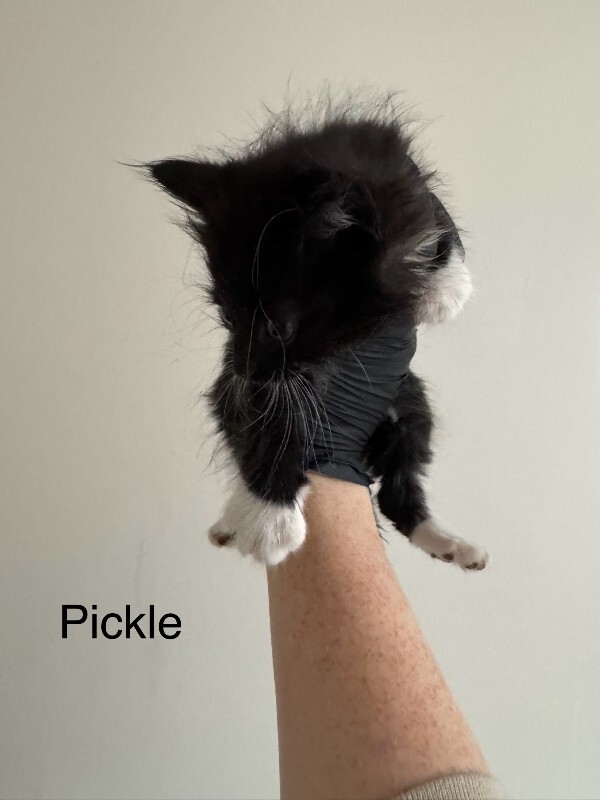 Pickle
