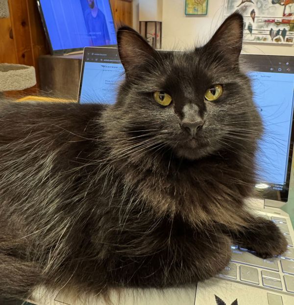 JINX #1760 - Offered by Owner - Young Female