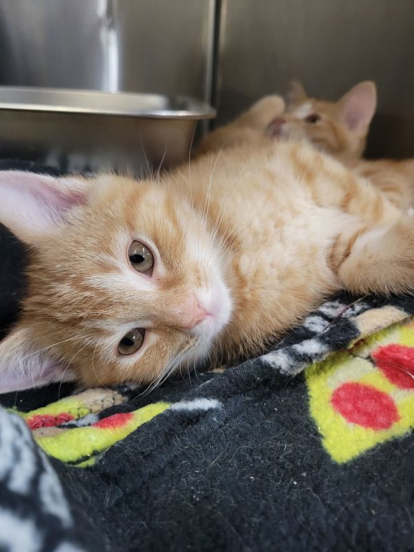 Kitten Mozzarella Stick