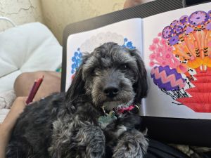 Dr. Pepper - Courtesy Post