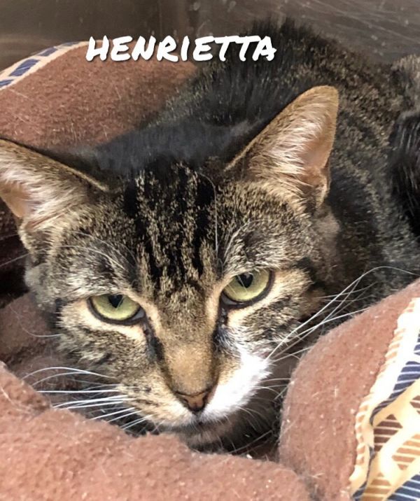 Henrietta