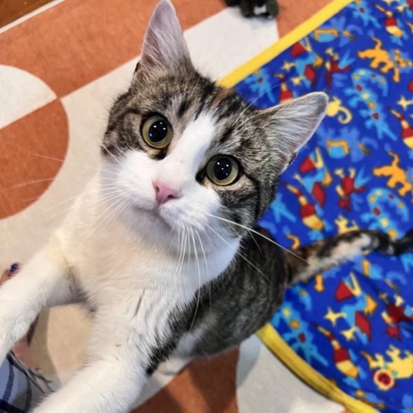 Mama Suey thumbnail 2