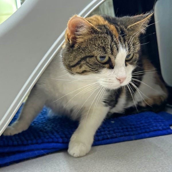 Mama Suey thumbnail 3