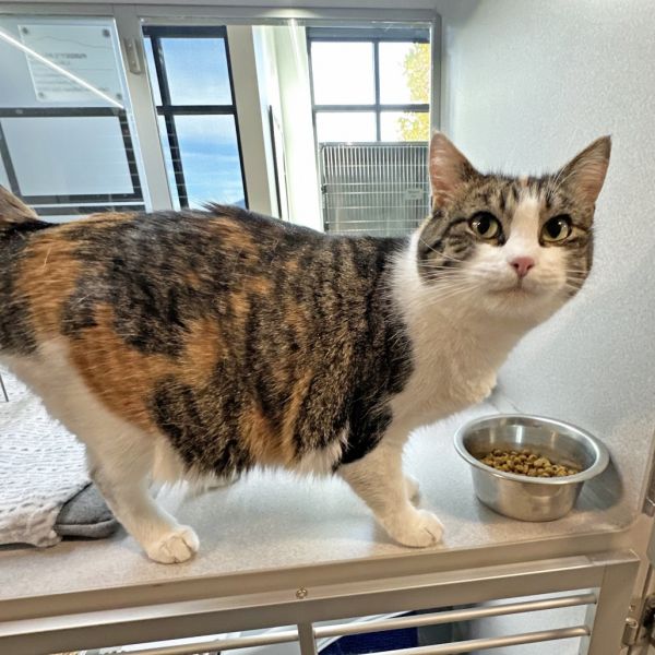 Mama Suey thumbnail 4