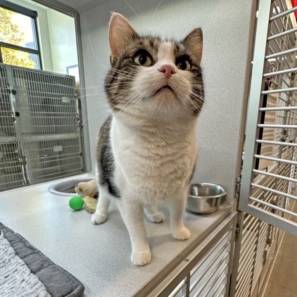 Mama Suey thumbnail 5