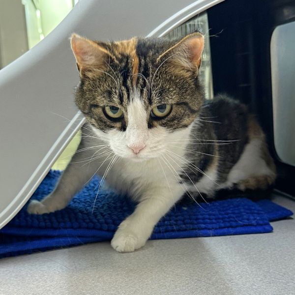 Mama Suey thumbnail 6