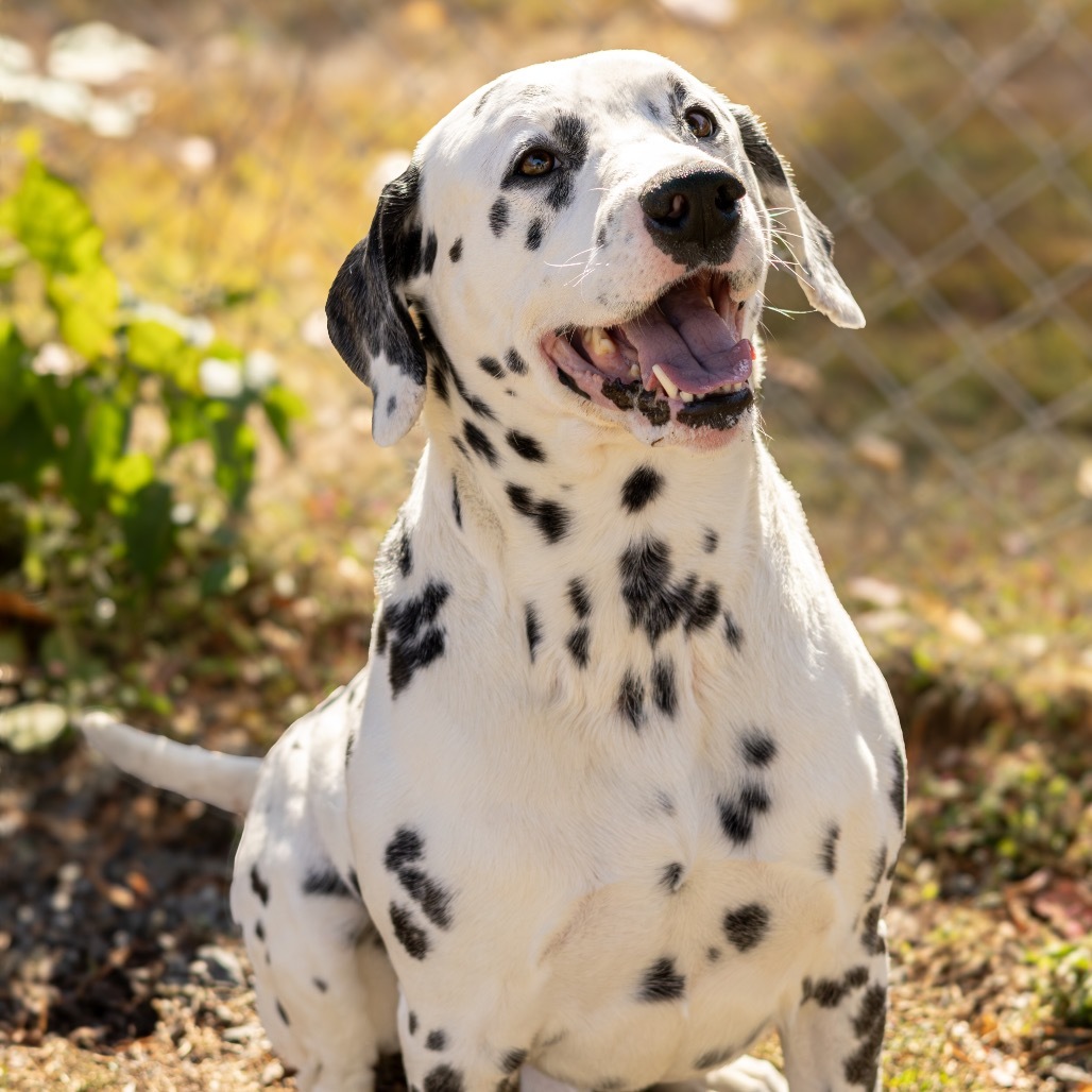 Pongo