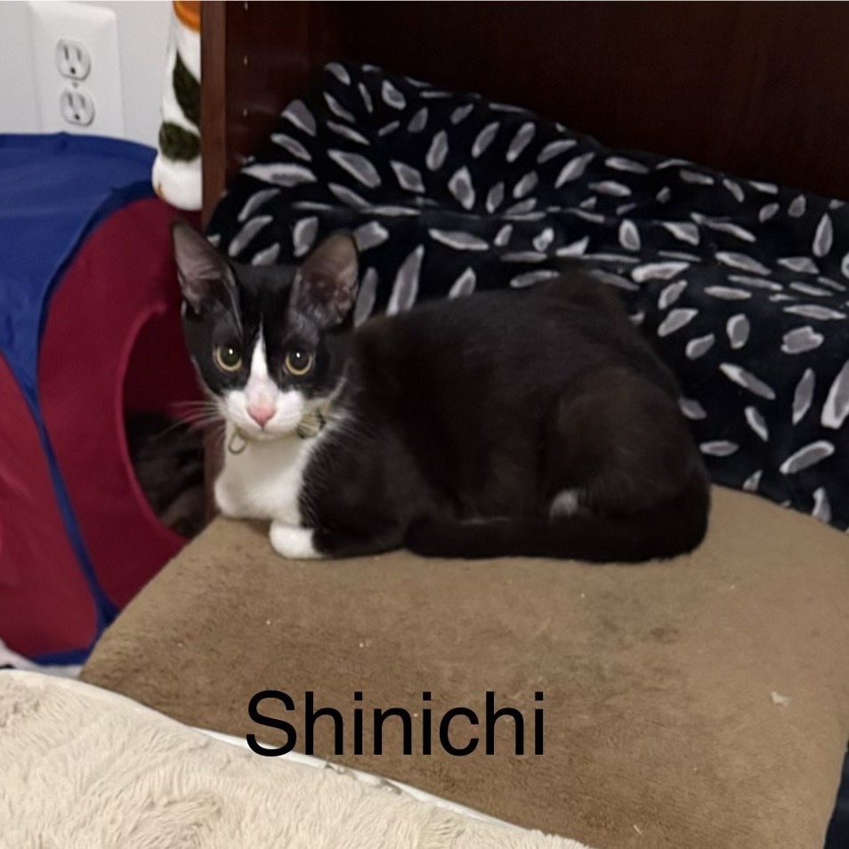 ShiniChi