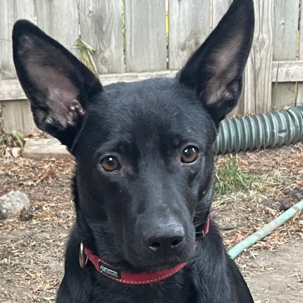 Pepper Pending Adoption