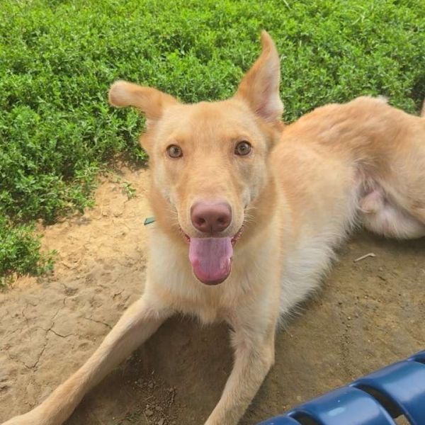 Nugget-*Courtesy Listing*