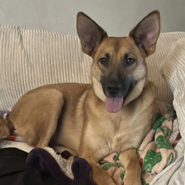 Goldy Pending Adoption