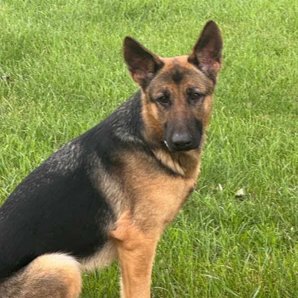 Harper*Pending Adoption*