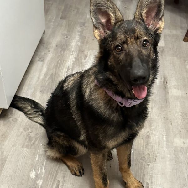 Katie-pending adoption