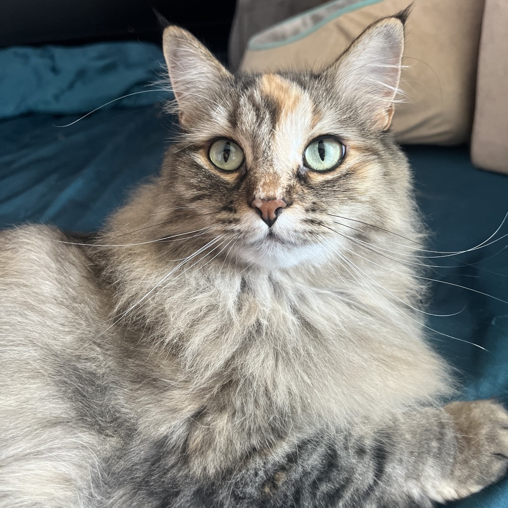 Suzie C64739 bonded w/Pepper C64738