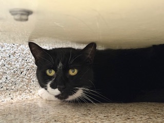 Half Stash ** Foster to adopt, waiting on dental**