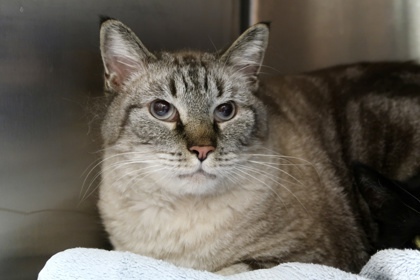 Stoney **Foster to adopt, waiting on dental**