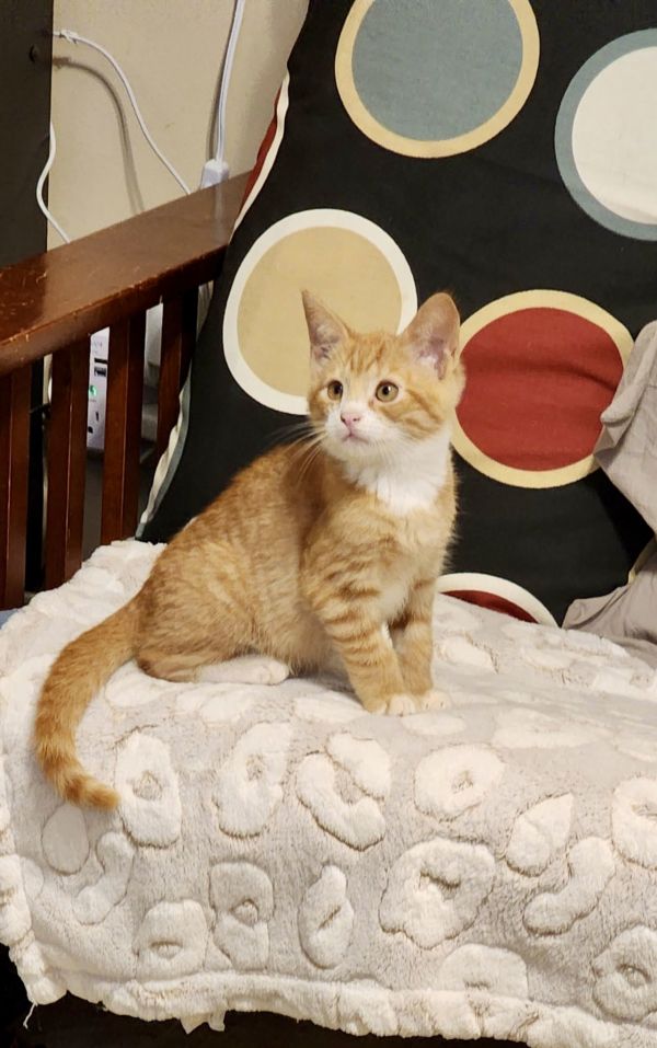 Ribosome (Available for pre-adoption)