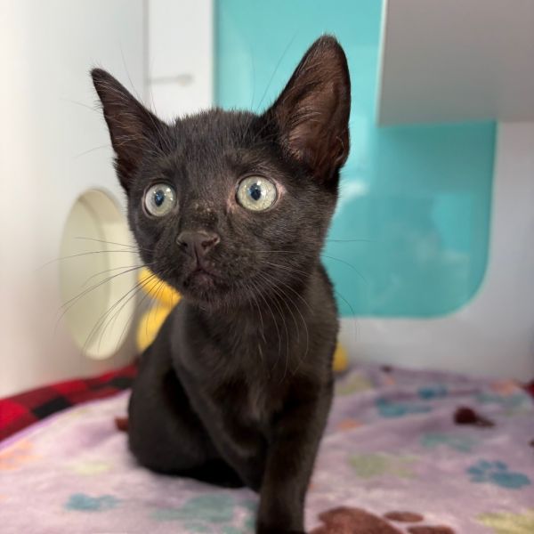 Bagheera the Panther