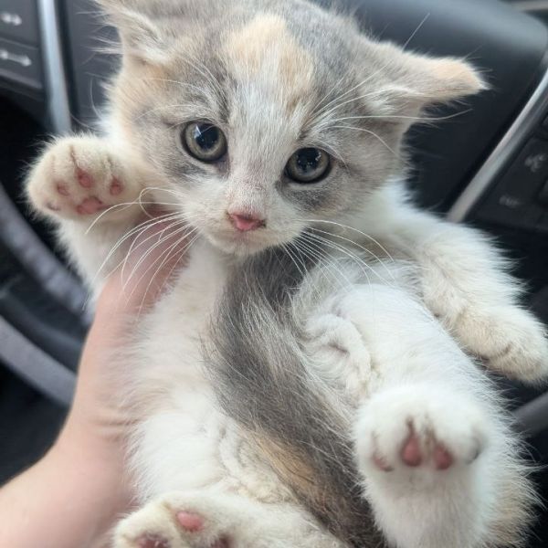Carmine 1 - Mini Mama Dilute Calico