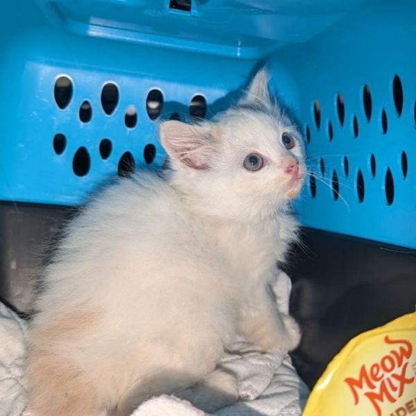 Carmine 3 - Helga Holdout