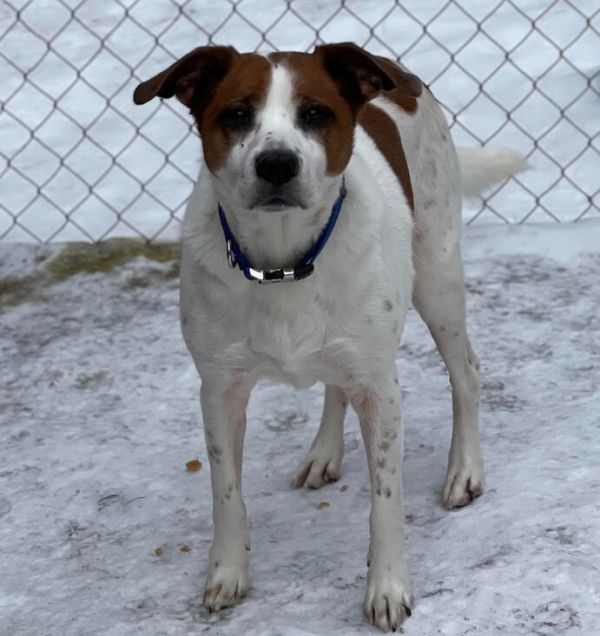 A Senior Mixed Breed Male