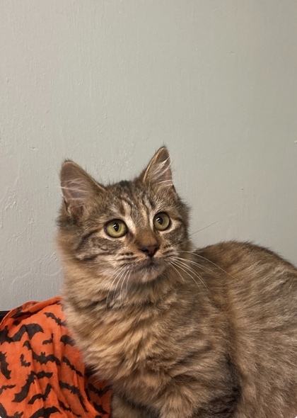 Oakley, an adoptable Cymric, Domestic Short Hair in Picayune, MS, 39466 | Photo Image 1