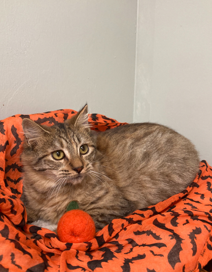Oakley, an adoptable Cymric, Domestic Short Hair in Picayune, MS, 39466 | Photo Image 2