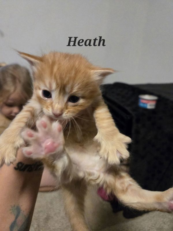 Heath