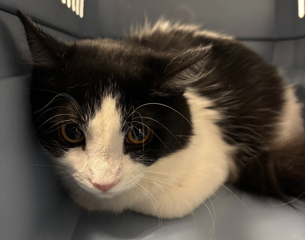 Big Spot / Little Spot