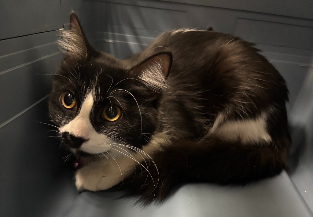 Big Spot / Little Spot